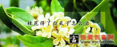 桂花得了白虱子怎么治