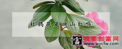 杜鹃花是映山红吗