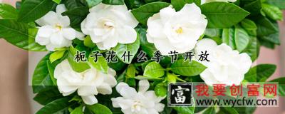 枙子花什么季节开放