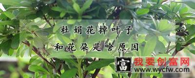 杜娟花掉叶子和花朶是啥原因