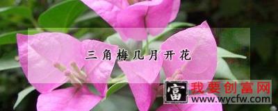 三角梅几月开花