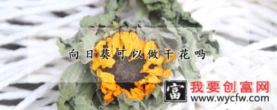 向日葵可以做干花吗