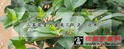 山茶花室内盆栽几天浇一次水