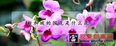 新加坡的国花是什么花