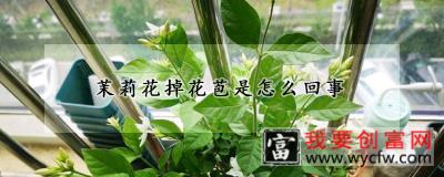 茉莉花掉花苞是怎么回事