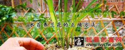 水苔养兰花的正确方法