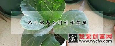 琴叶榕怎么用叶子繁殖