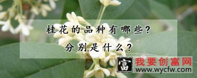 桂花的品种有哪些？分别是什么？