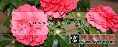 买回的茶花为什么都用红泥土