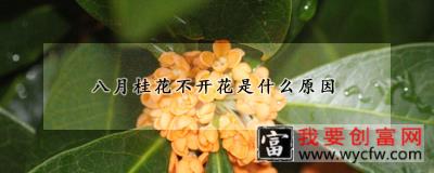 八月桂花不开花是什么原因