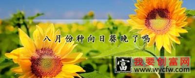 八月份种向日葵晚了吗