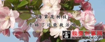 海棠花树枝干枯了还能救活吗