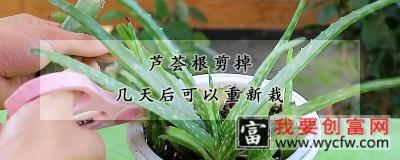 芦荟根剪掉几天后可以重新栽