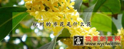 杭州的市花是什么花