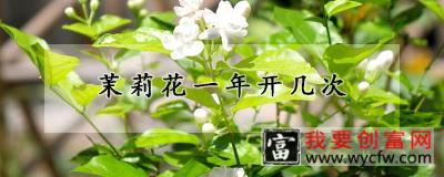 茉莉花一年开几次