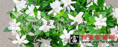 栀子花的养殖方法