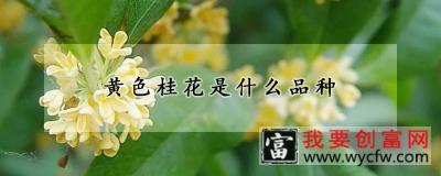 黄色桂花是什么品种