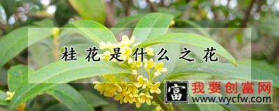 桂花是什么之花