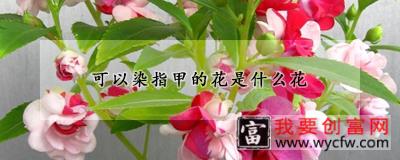 可以染指甲的花是什么花