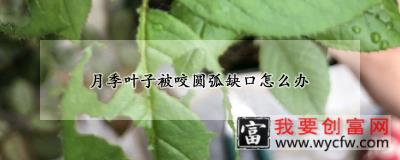 月季叶子被咬圆弧缺口怎么办