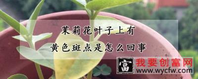 茉莉花叶子上有黄色斑点是怎么回事