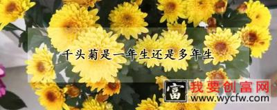 千头菊是一年生还是多年生