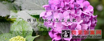 绣球花秋天怎么施肥