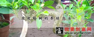 虎皮榕树的养殖方法