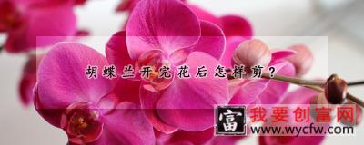 胡蝶兰开完花后怎样剪？