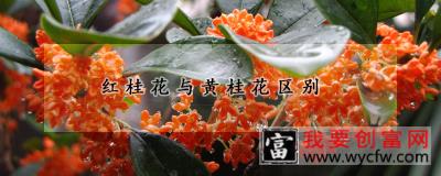 红桂花与黄桂花区别