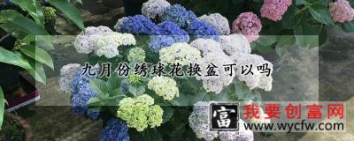 九月份绣球花换盆可以吗