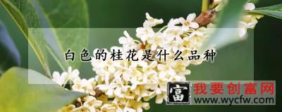 白色的桂花是什么品种