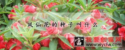 凤仙花的种子叫什么