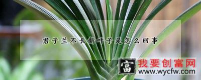 君子兰不长新叶子是怎么回事