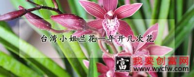 台湾小姐兰花一年开几次花