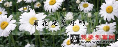 菊花是花序吗