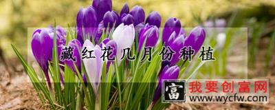 藏红花几月份种植