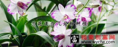 兰花适合几月份种植