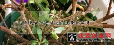 杜鹃花叶子掉光了还能救活吗