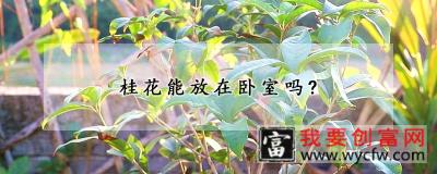 桂花能放在卧室吗?