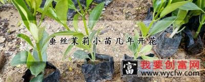 垂丝茉莉小苗几年开花