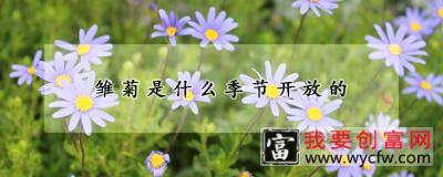 雏菊是什么季节开放的