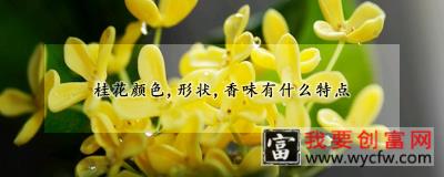 桂花颜色，形状，香味有什么特点