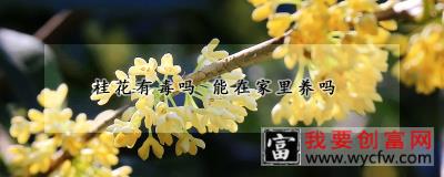 桂花有毒吗 能在家里养吗