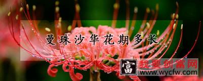 曼珠沙华花期多长