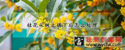 桂花从树上摘下后怎么处理