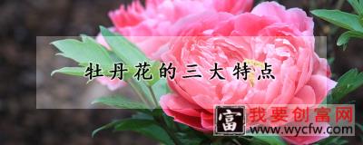 牡丹花的三大特点