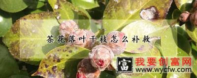 茶花落叶干枝怎么补救