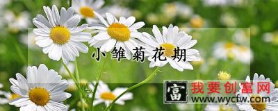 小雏菊花期