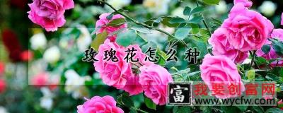 玫瑰花怎么种